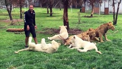 Quand un tigre protège son sauveteur d'une attaque de léopard