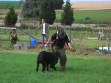 Bouvier des Flandres : Fausth de la Genesis