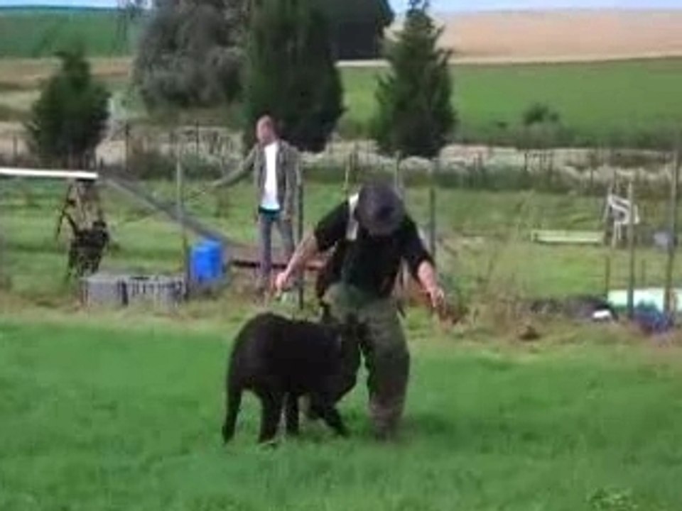Bouvier des Flandres : Fausth de la Genesis