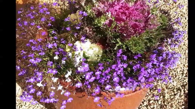 Valley Green Landscape and Maintenance - (602) 565-6130