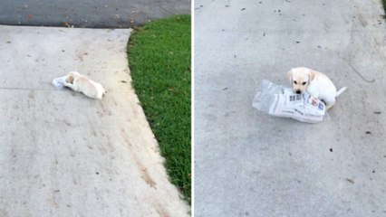 Puppy tries to bring the paper to owner