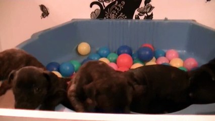 55ème vidéo Le bac à boules avec les Chiots de STAFFORDLAND