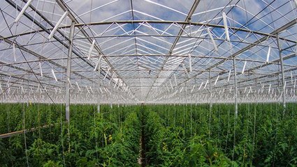 Can hi-tech greenhouses feed the world?