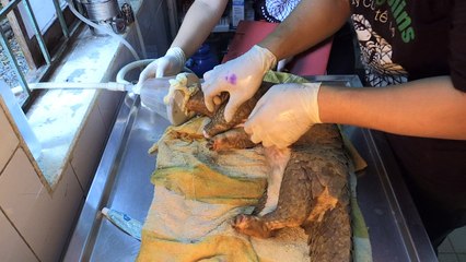 Vietnam busca proteger al pangolín del tráfico ilegal