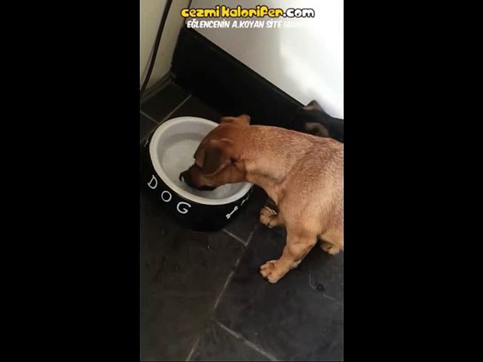 Su Kabında ki Kemik Remini Gerçek Sanan Şapşal Köpekçik
