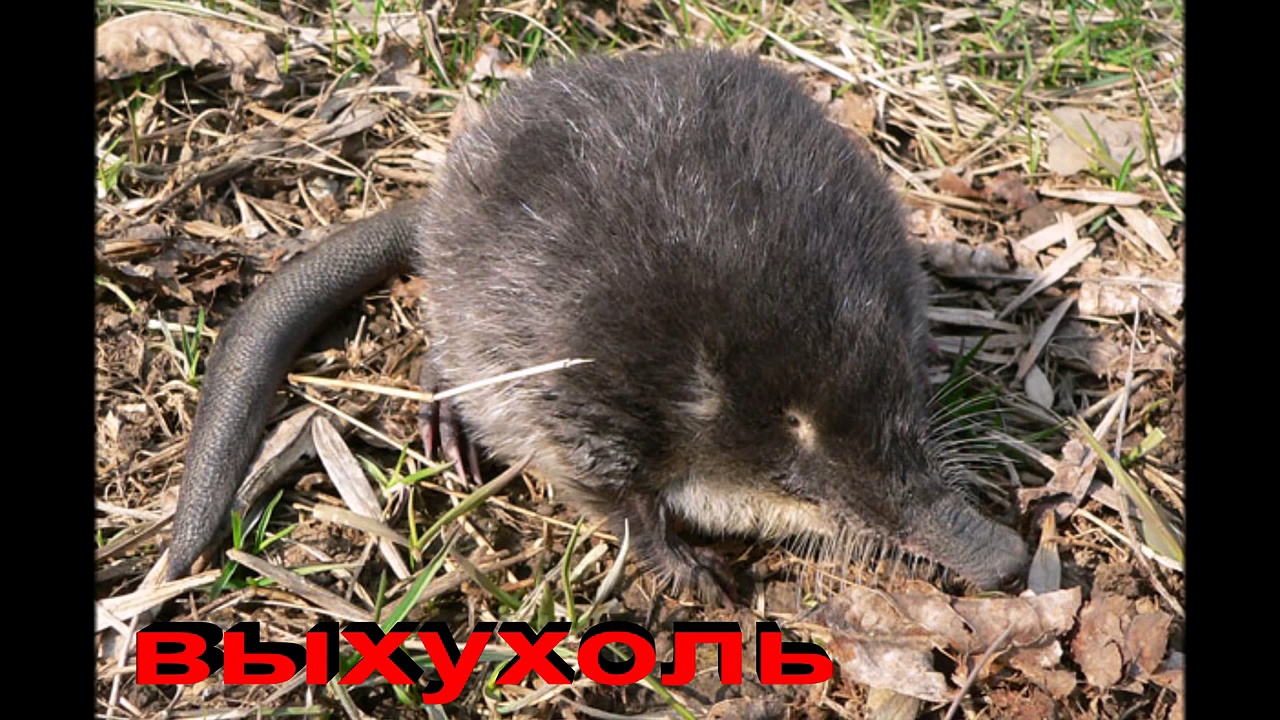 Русская выхухоль Desmana moschata Linnaeus, 1758