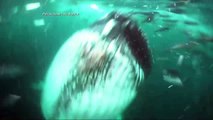 Diver Nearly Swallowed by Humpback Whale