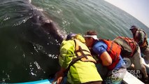 Un bébé baleine vient dire bonjour aux humains. Puis, ils découvrent ce qui se cache sous lui...