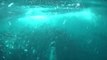 Humpback Whale Nearly Swallows Diver in Barents Sea