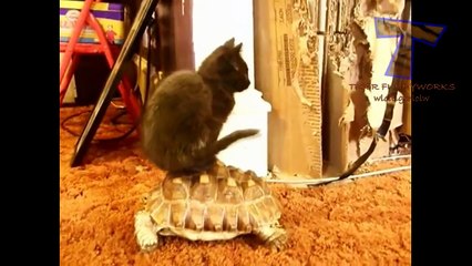 Funny animals riding turtles - Animal compilation
