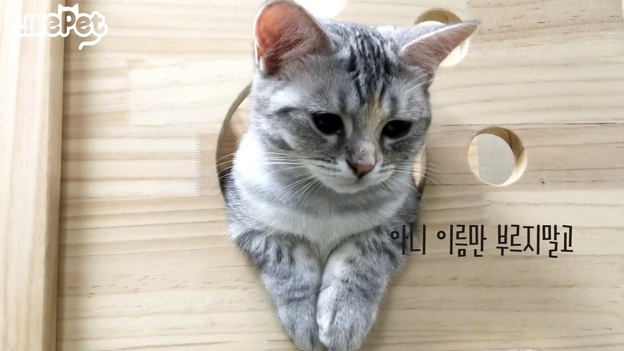 고양이 애교