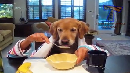 Cats and dogs eating with hands - Funny and cute animal compilation