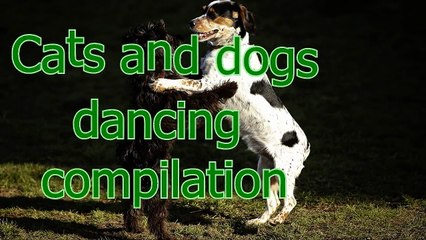 Funny dancing cats and dogs - Cute animal compilation