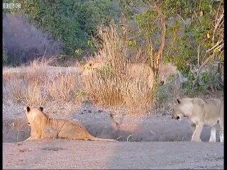 Battle of jaws - Lions vs Crocodiles - Big Cat Diary