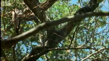 Fighting monkeys - Clever Monkeys