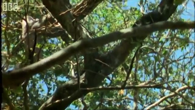 Fighting monkeys - Clever Monkeys