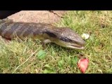 Blue-Tongued Lizard Makes Quick Meal Out of Strawberries