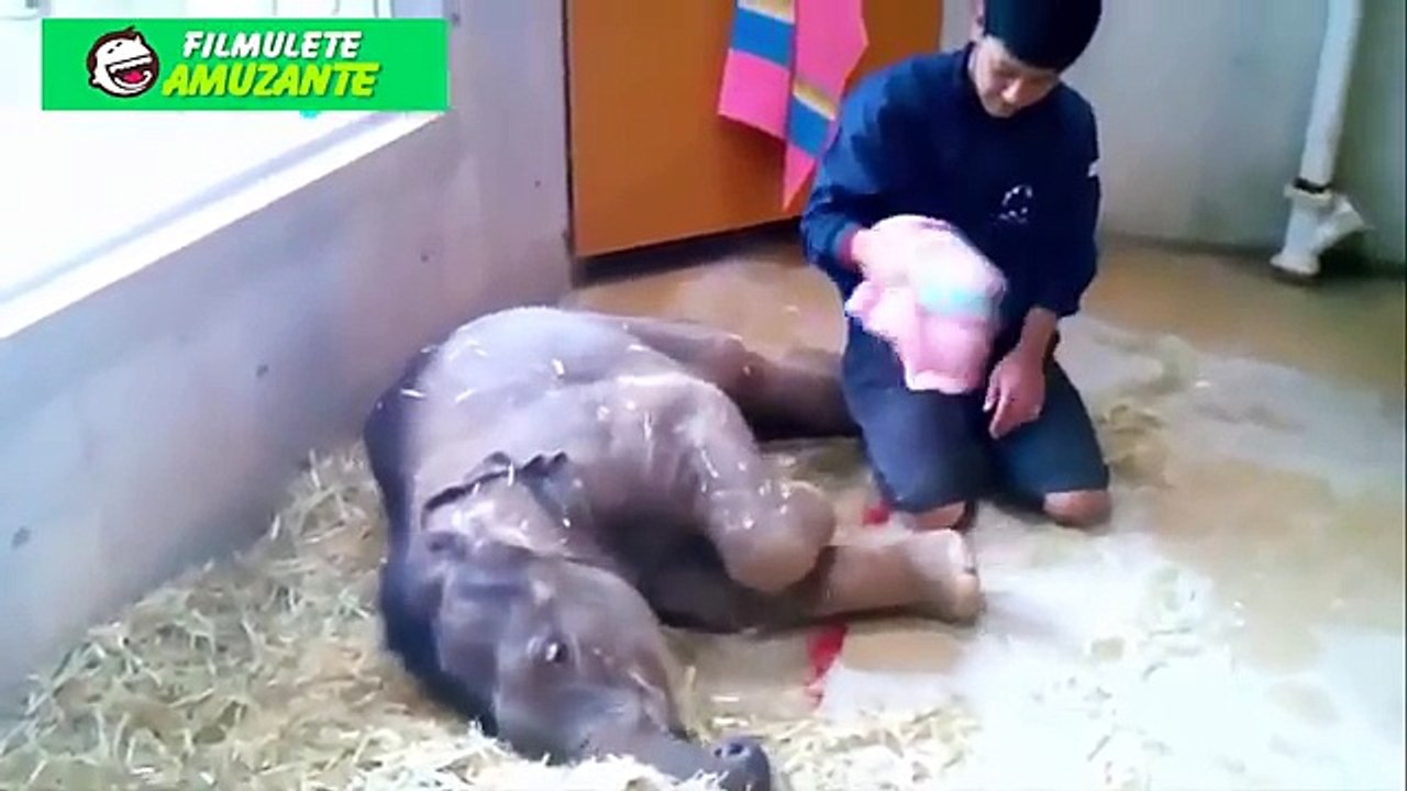 ★Best Funny Animal Videos - Cute Animals,Cats,Dogs,Monkeys. Cutest dogs