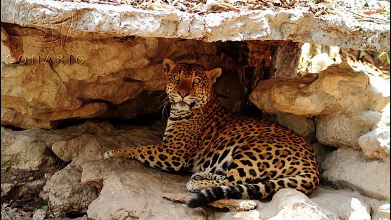 Jaguar / Panthera onca