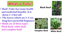 Benefits Of Tulsi _ Basil Health Benefits _ How to Be Healthy _ Health Tips In English