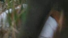The guineapig in its own forest