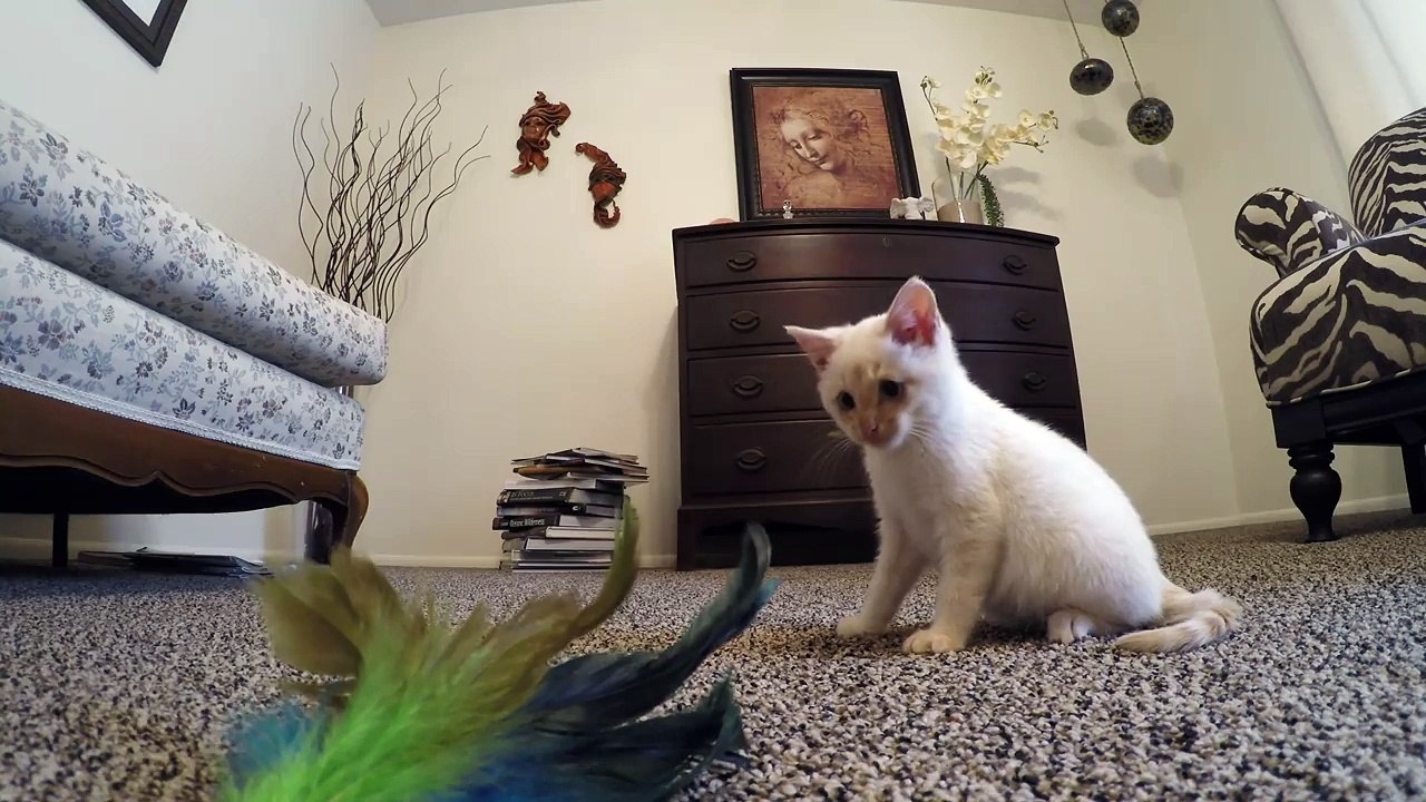 Frozen Kitten Update