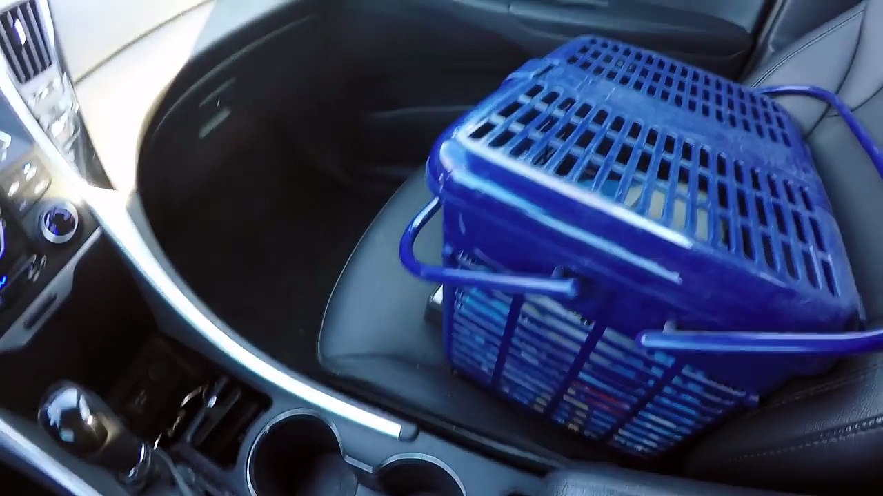 Frozen Kitten Vet Visit - Questions Answered