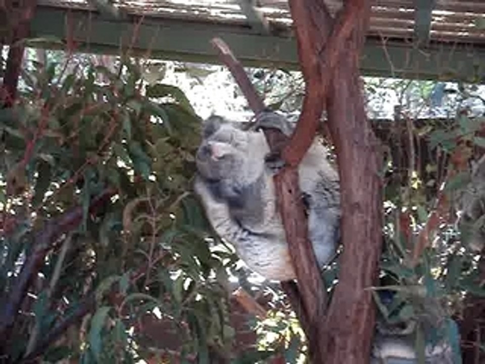Koala et ses puces