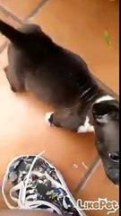 애기강쥐 너무 귀여워~