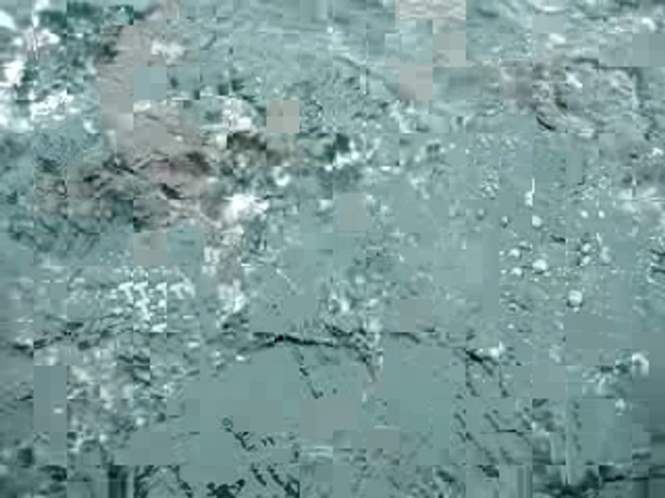 Vid_pingouin