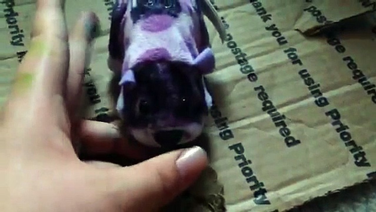 00:30 [New Mickey Mouse Clubhouse Disney Channel Promo] New Mickey Mouse Clubhouse Disney Channel Promo theo Vuongvu80113 28 lượt xem 00:29 [Winnie The Pooh Celebrates Mothers Anywhere - Disney Movies Anywhere] Winnie The Pooh Celebrates Mothers Anywhere