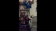 Un chat et des ballons ? Des heures de jeu en vue !!