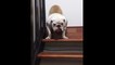 Ce bulldog refuse de descendre les escaliers tout seul !