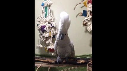 Ce perroquet secoue la tête à chaque battement qu'il entend