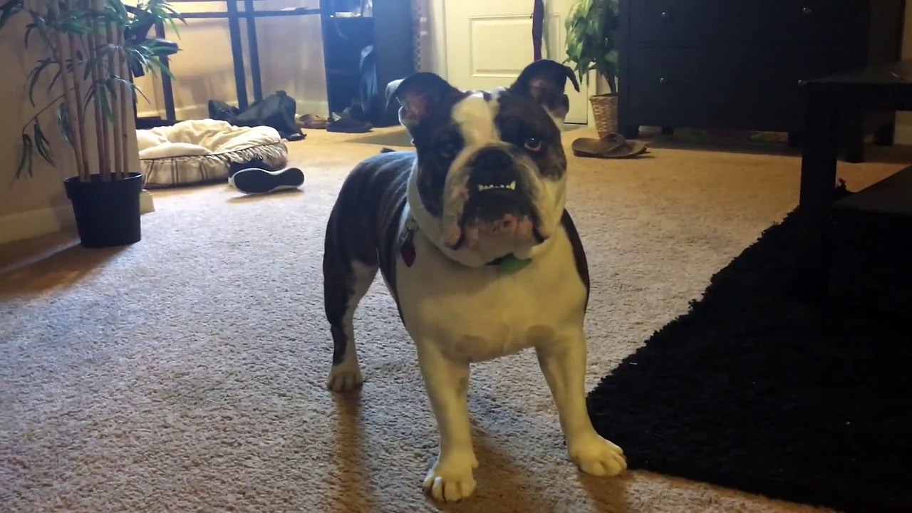 Ce bulldog essaye d'attraper des bruits de pets !