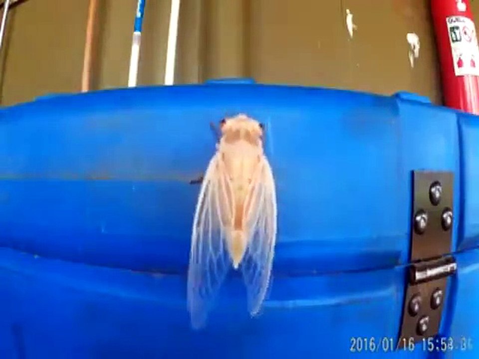 Amazing video