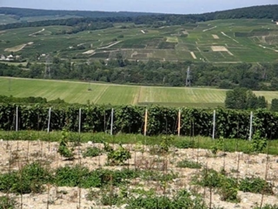 Mobile vignoble