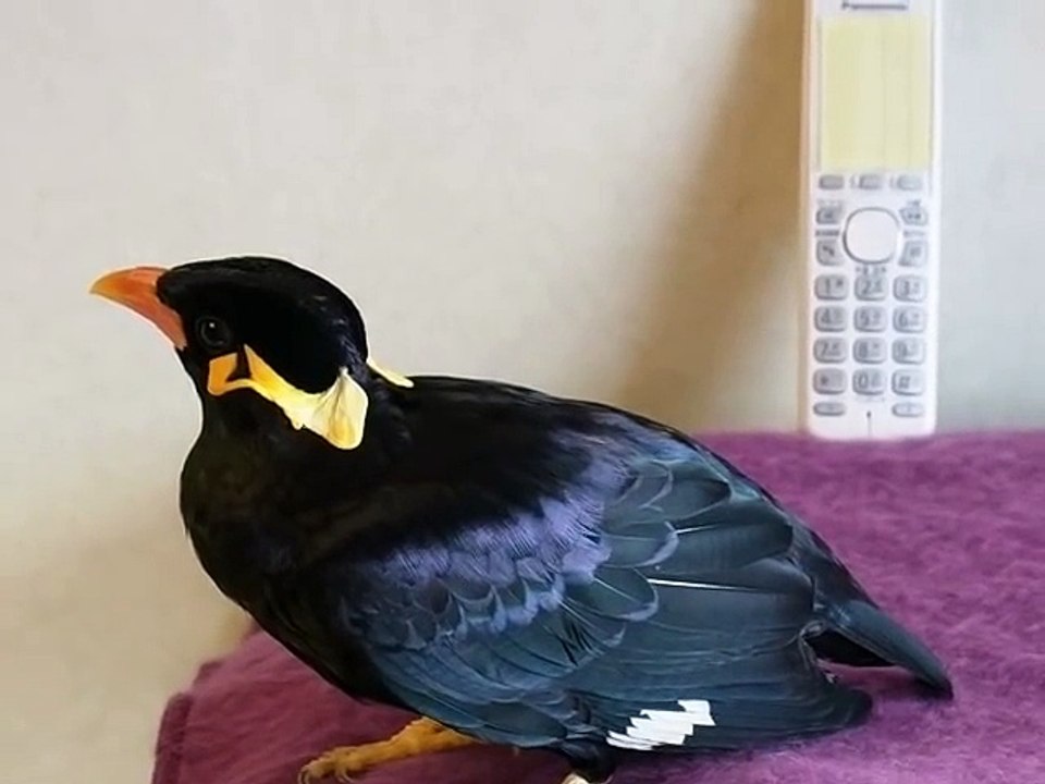 Cet oiseau parle Japonnais couramment c'est choquant !