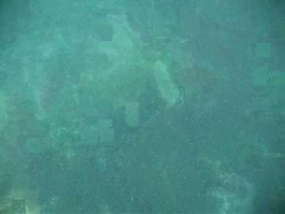 Vid_tortueverte
