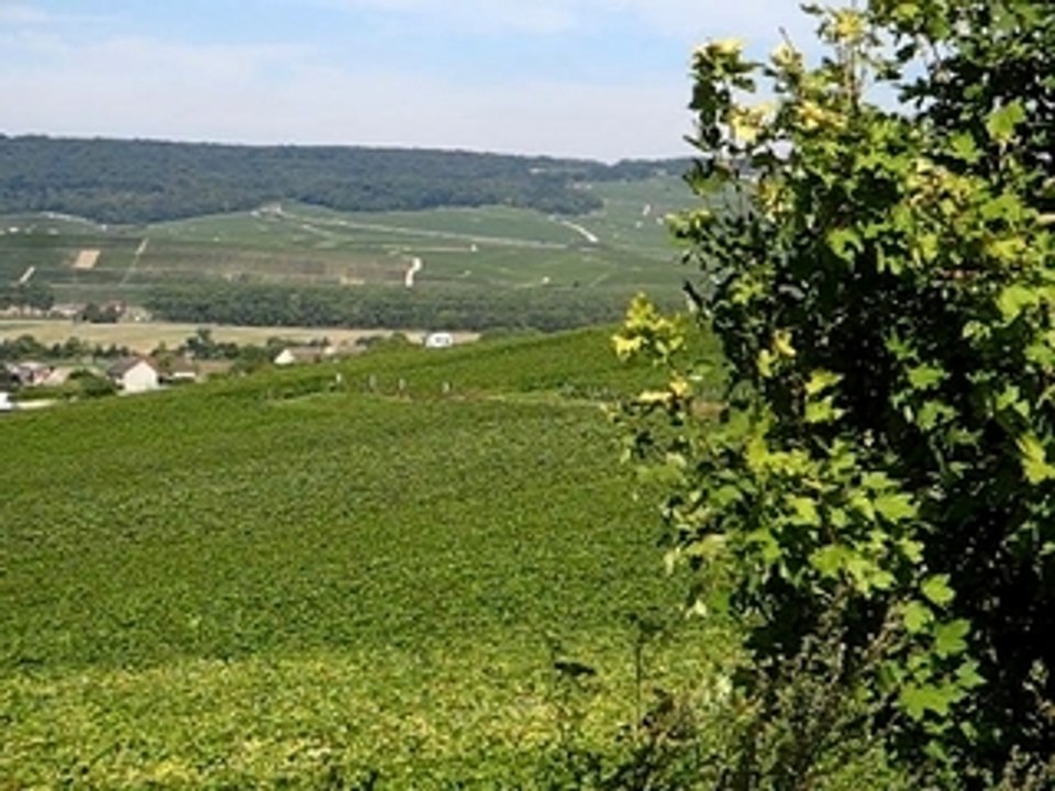 Vignoble