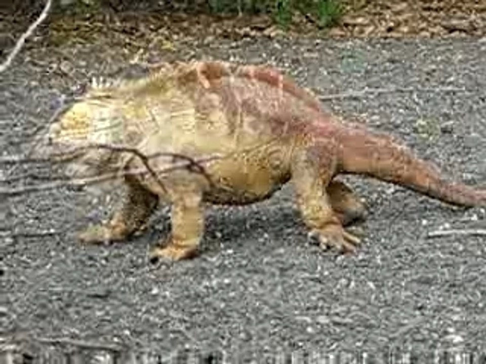 Vid_iguane