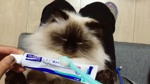 Ce chat aime vraiment qu'on lui brosse les dents !