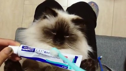 Ce chat aime vraiment qu'on lui brosse les dents !