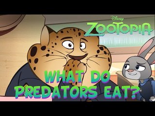 Zootopia Shots: What do Predators eat?