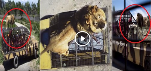 An example for every zoo in the world