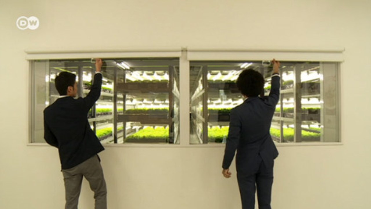 Japão faz horta controlada por robôs