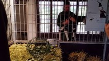 Okapiunge får besøg af dyrlægen | Copenhagen Zoo