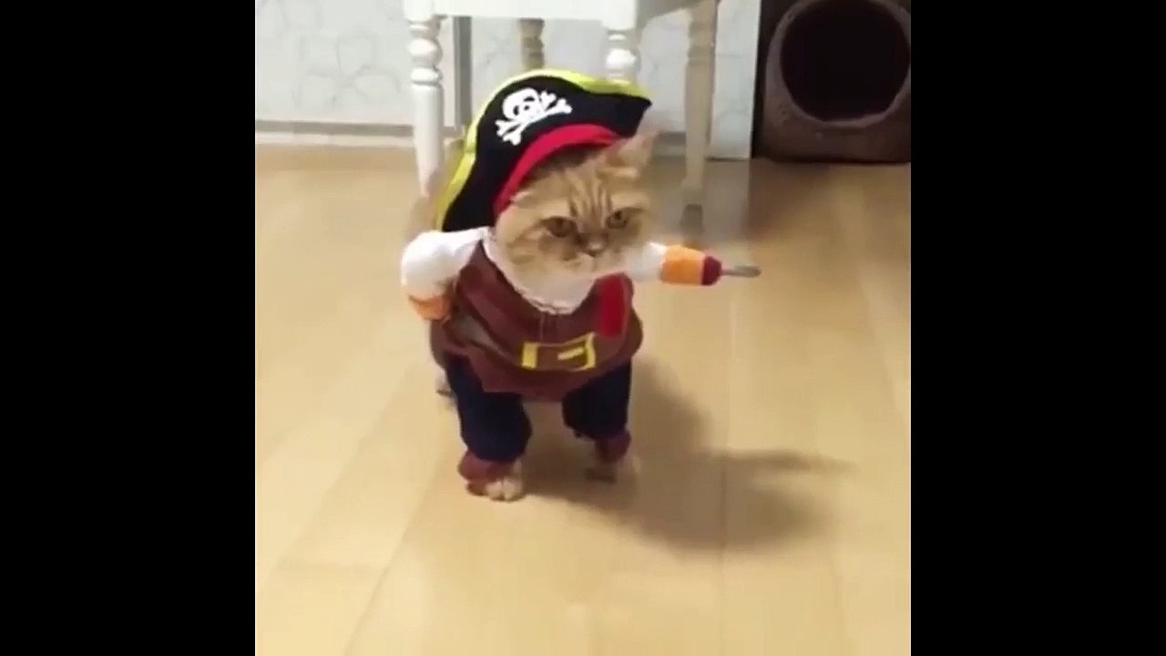 korsan kedi izle