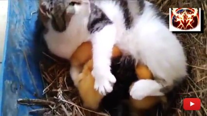 mom cat feeds baby ducks