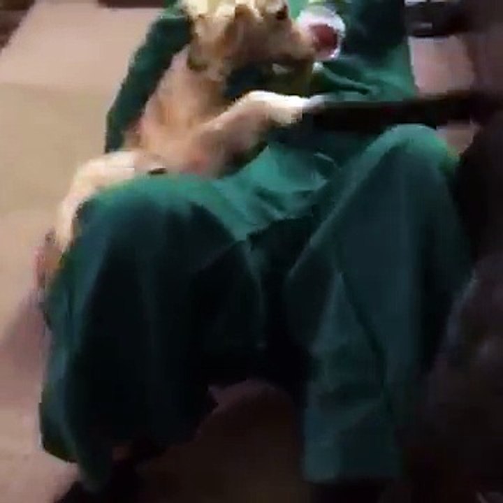 Guy dresses up as dog's favorite toy